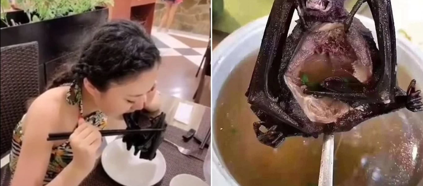 Κινέζα τρώει... νυχτερίδα πιθανό φορέα κοροναϊού σε εστιατόριο (βίντεο)